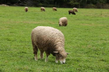 2020 Sheepshearing Festival Cancelled