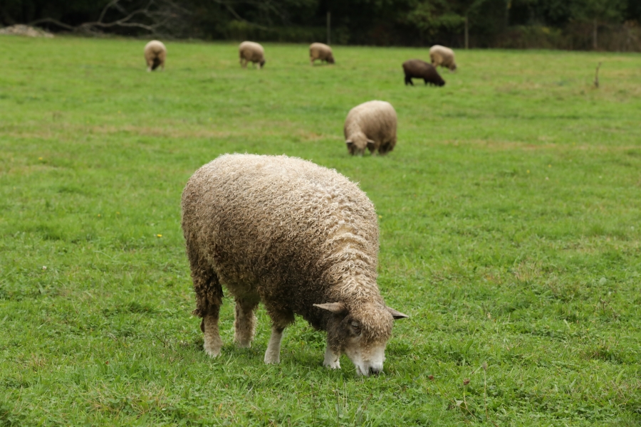 2020 Sheepshearing Festival Cancelled