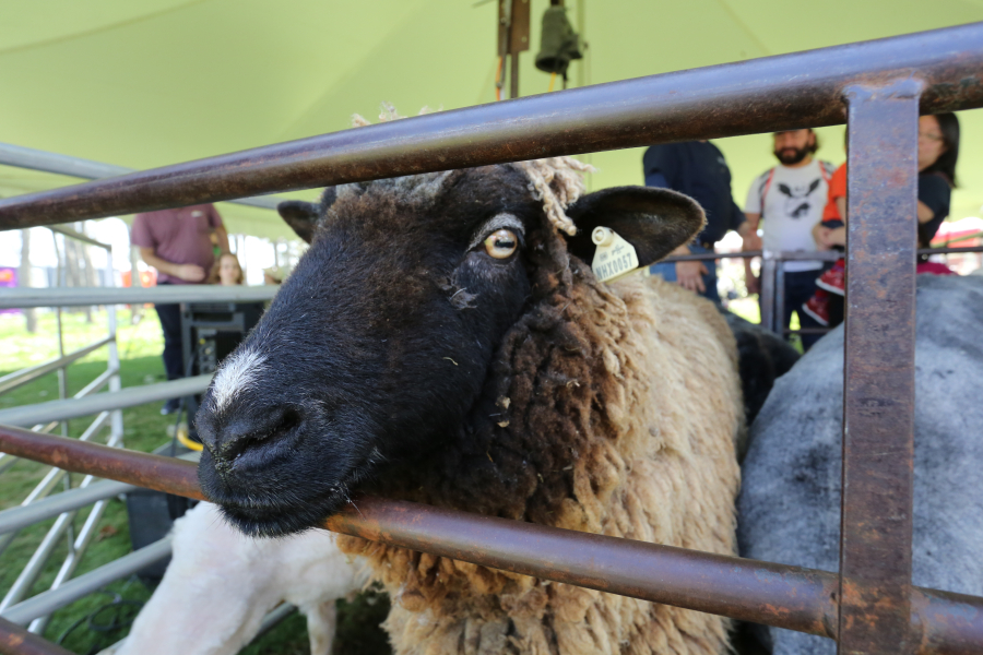 FAQs and Festival Accessibility Information