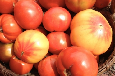 Farmer Scott’s Heirloom Tomato Plant Sale Returns May 2023