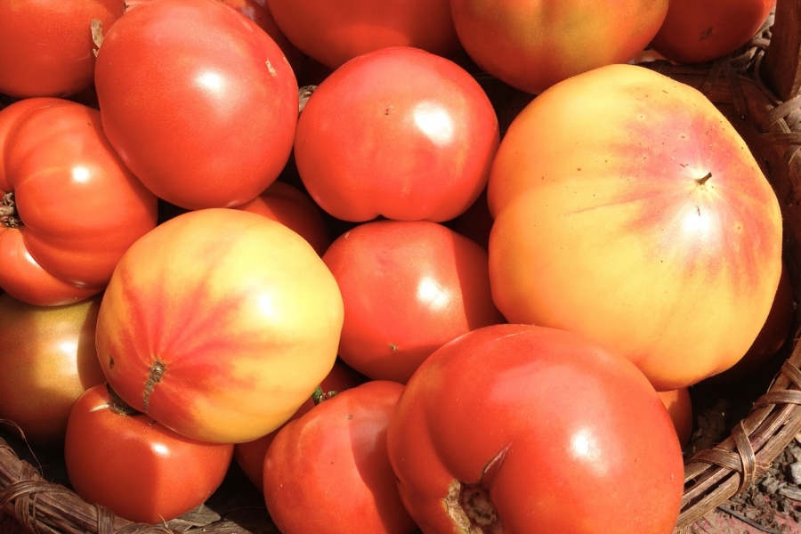 Farmer Scott’s Heirloom Tomato Plant Sale Returns May 2023