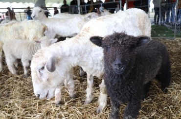 33rd Annual Sheepshearing Festival