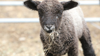 Lamb Eating Hay